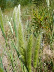 Polypogon monspeliensis