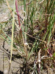 Polypogon monspeliensis