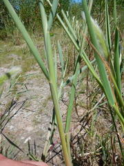 Polypogon monspeliensis