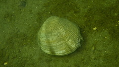 Ruditapes philippinarum