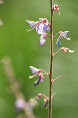 Desmodium floridanum