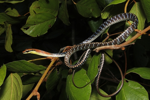 Photo of a Kopstein's Bronzeback Snake (Dendrelaphis kopsteini)