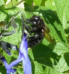 Xylocopa sonorina