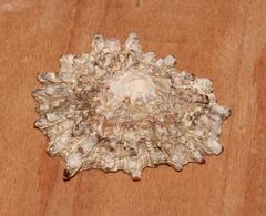 Scutellastra barbara