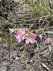 Sphaeralcea polychroma