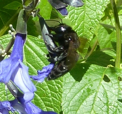 Xylocopa sonorina