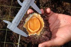 Scutellastra barbara