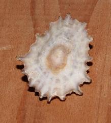 Scutellastra barbara