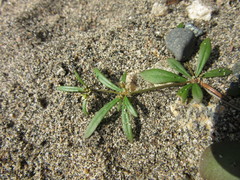 Mollugo verticillata