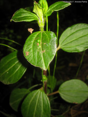 Piperales