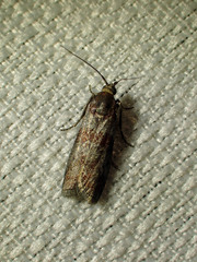 Sciota carneella