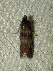 Sciota carneella