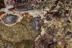 Scutellastra cochlear