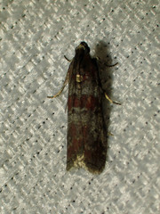 Sciota carneella