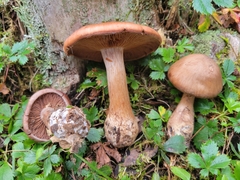 Cortinarius quercophilus