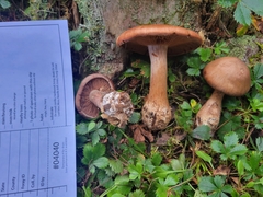 Cortinarius quercophilus