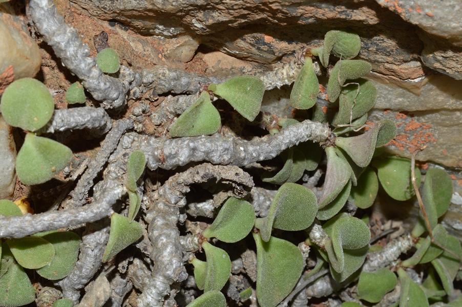 Tylecodon torulosus