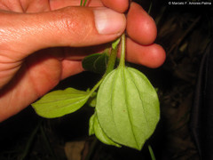 Piperales