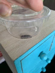 Elateridae