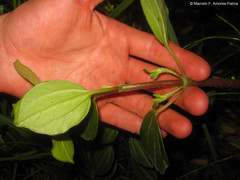 Piperales