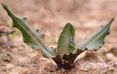 Colchicum albofenestratum