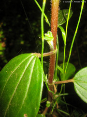 Piperales