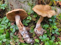 Cortinarius pyrophyllus
