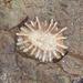 Siphonaria concinna - Photo (c) Brian du Preez, μερικά δικαιώματα διατηρούνται (CC BY-SA), uploaded by Brian du Preez
