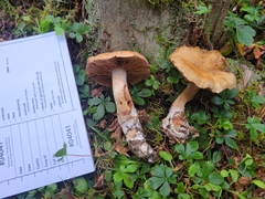 Cortinarius pyrophyllus