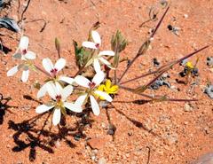 Pelargonium aridicola