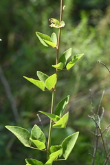 Desmodium floridanum