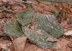 Eriospermum arachnoideum