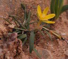 Ixia acaulis