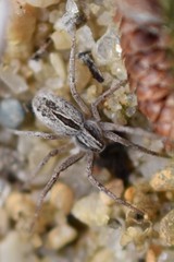 Thanatus formicinus
