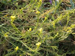 Sisymbrium austriacum