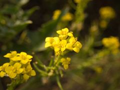 Sisymbrium austriacum
