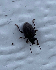 Otiorhynchus rugosostriatus