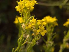 Sisymbrium austriacum