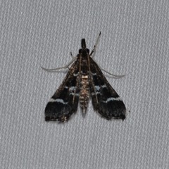 Diasemiodes janassialis