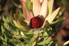 Leucadendron sessile