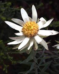Leucadendron sessile