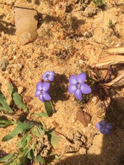 Wahlenbergia oxyphylla