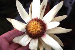 Leucadendron sessile