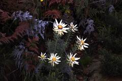 Leucadendron sessile