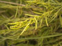 Sisymbrium austriacum