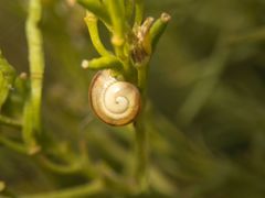 Sisymbrium austriacum