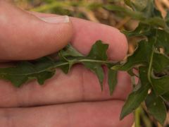 Sisymbrium austriacum