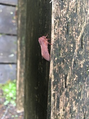 Orthosia transparens