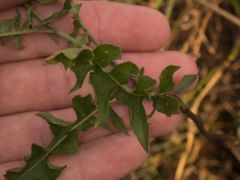 Sisymbrium austriacum