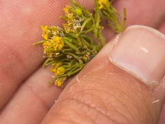 Sisymbrium austriacum
